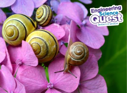 Snails on pink flowers