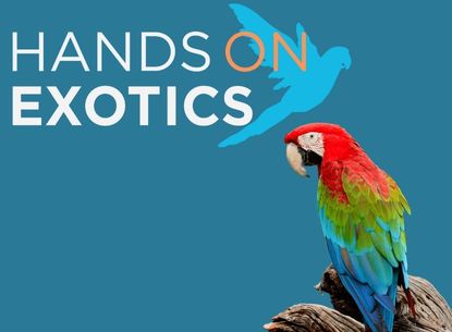 hands on Exotics with a macaw parrot